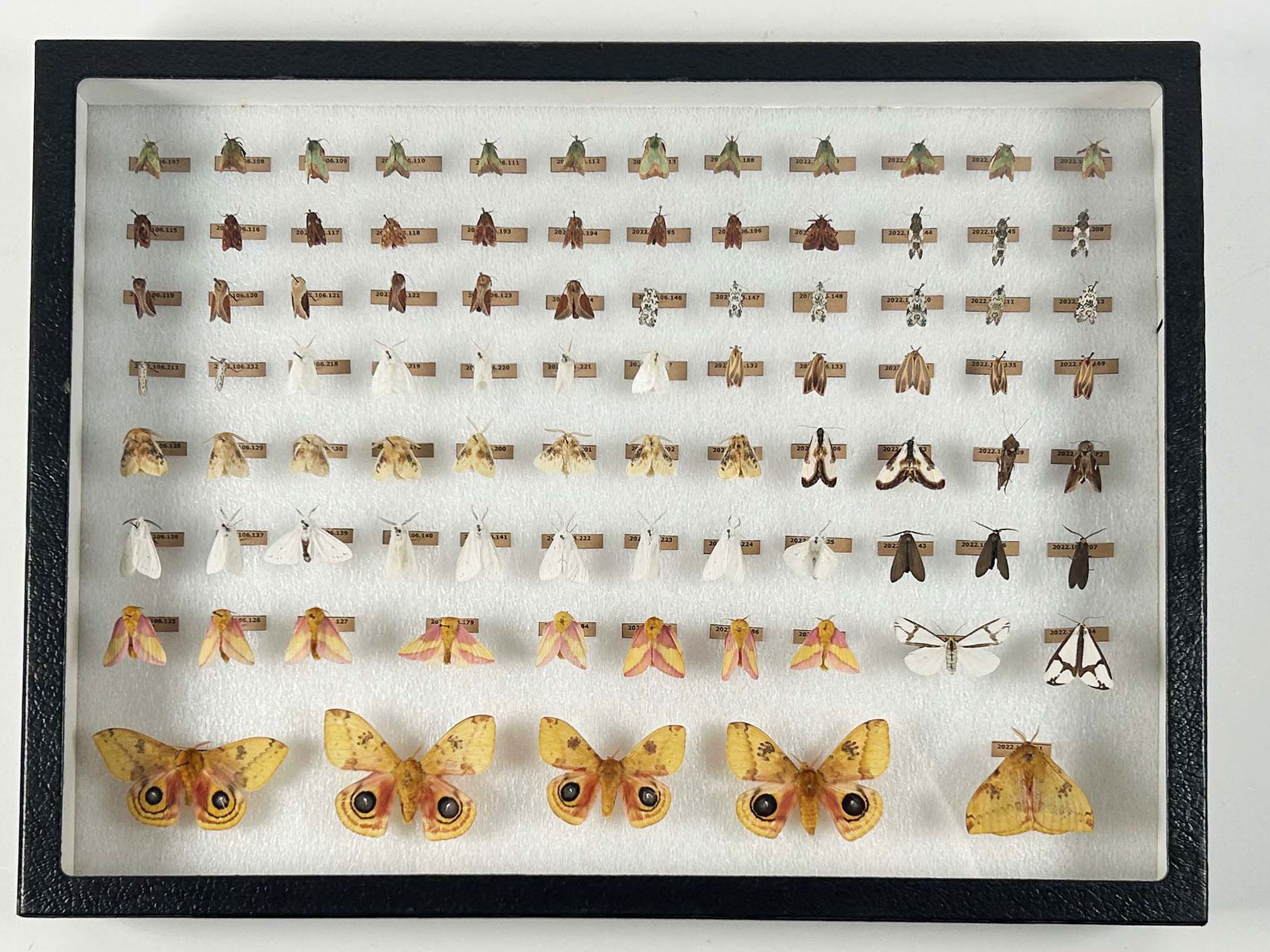 Marsfield Indiana Insect Collection